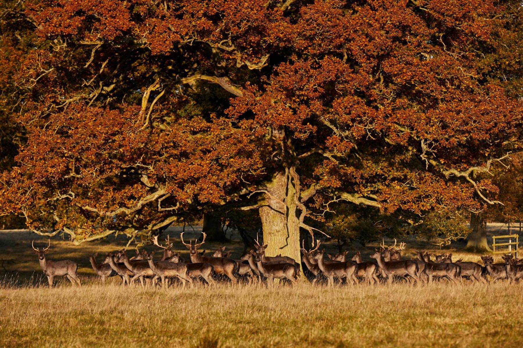 Falcon Hotel Towcester Luaran gambar